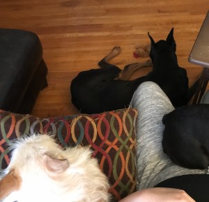 Aerial shot. Background is honey oak colored wooden floor and dark brown couch. A Black and Tan Doberman dog is curled up on the floor, near the couch. On the couch, on the right, someone sits (can see their legs, but not body or face) in grey lounge pants. There is the back end of a small, black dog sitting on the lap. To the left, a small, blonde-haired terrier is curled up on a throw pillow. The throw pillow is brown, with multi-colored, wavy lines criss crossing on it (orange, green, magenta, teal, yellow, and baby blue).