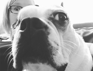 Black and white photo. In the background is a woman with white skin and light, shoulder-length hair, wearing glasses. In front of her is a Boston Terrier, his eye on the left is closed and his eye on the right is big and round. Both have a surprised look on their faces.