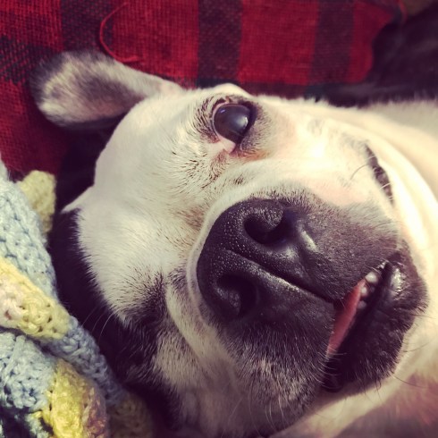 In the background is a black and red plaid pillow. In the bottom left corner, a bit of a yellow, white, and blue baby blanket peeks into the picture. Most of the picture is taken up by Beans the dog's face. He is a black and white Boston Terrier with a mostly white face. His left eye (photo right) is open and his left eye is closed. He has a big, black nose, and his mouth is slightly open, revealing a little of his pink tongue and white lower teeth. It almost appears as though he is smiling for the camera.