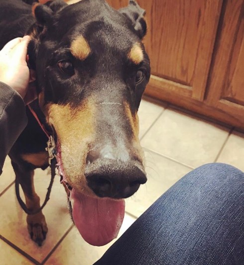 The face of a black and tan doberman takes up most of the left side of the photo. The dog's mouth is open with pink tongue hanging out some. He stands on a tan tile floor. There is a wooden cabinet with two doors behind him. A person's white hand with a grey jacket sleeve hold the dog by the collar. In the bottom right of the photo, there is the leg of the person, clad in dark blue jeans.